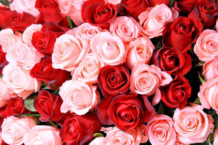 To Encash Roses Prior To Valentines Day, Indian Farmers Boost Rose Production In Pune