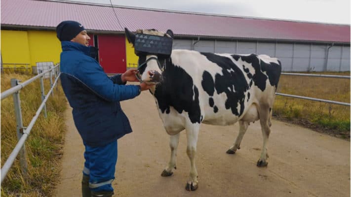 Russian farmers test VR glasses on cows to boost milk output