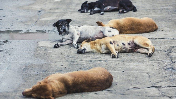 Stray Dogs or Stray Deer? - Digpu News