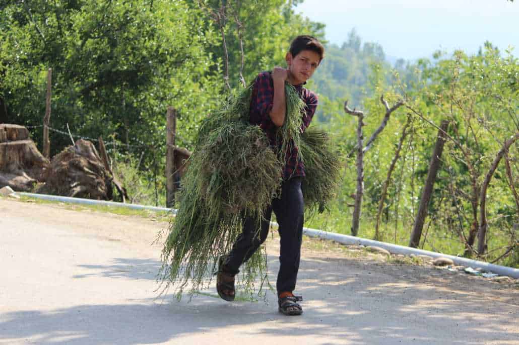 As schools remain closed due to Coronavirus-induced lockdown, a young boy is seen carrying grass on his shoulder as he walks towards his home in a remote village of southern Kashmir's Pulwama district.