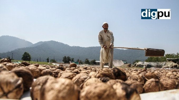 Harvest Of The Kashmiri Walnut - DilPaziir - Digpu News