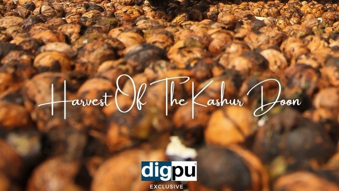 Harvest Of The Kashmiri Walnut - DilPaziir - Digpu News