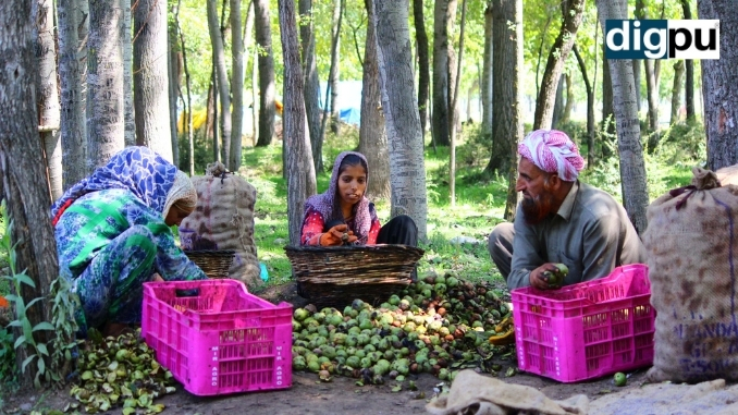 Walnut cultivators in Kashmir hope for govt’s market intervention - Kashmir News -DilPaziir -Digpu