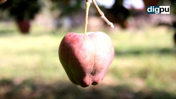 Coronavirus and unendurable weather ruin Kashmir’s apple crop - Kashmir News - DilPaziir - Digpu
