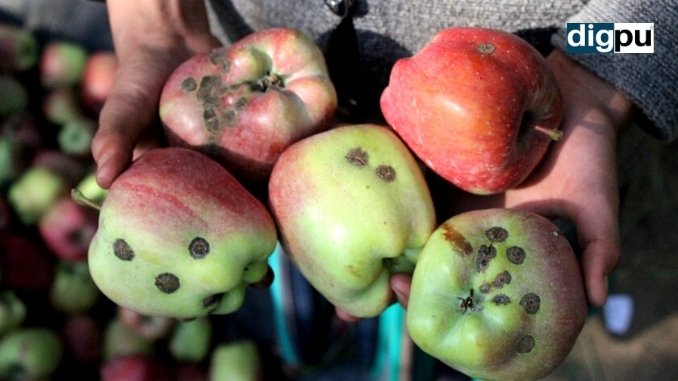 Coronavirus and unendurable weather ruin Kashmir’s apple crop - Kashmir News - DilPaziir - Digpu