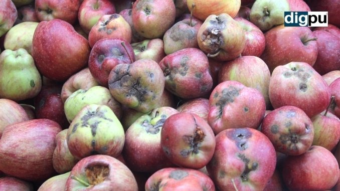Coronavirus and unendurable weather ruin Kashmir’s apple crop - Kashmir News - DilPaziir - Digpu