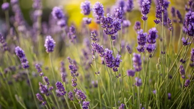 Lavender Aromatic plant with high potential in J&Ks agribusiness- Kashmir News - Digpu News