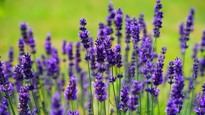 Lavender Aromatic plant with high potential in J&Ks agribusiness- Kashmir News - Digpu News