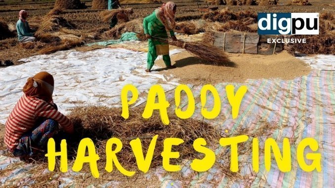 Kashmir Exclusive - Paddy harvesting in Kashmir - Digpu News