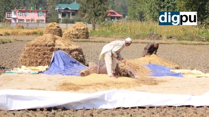 Kashmir Exclusive - Paddy harvesting in Kashmir - Digpu News