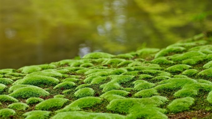 India gets it's first Moss garden in Nainital