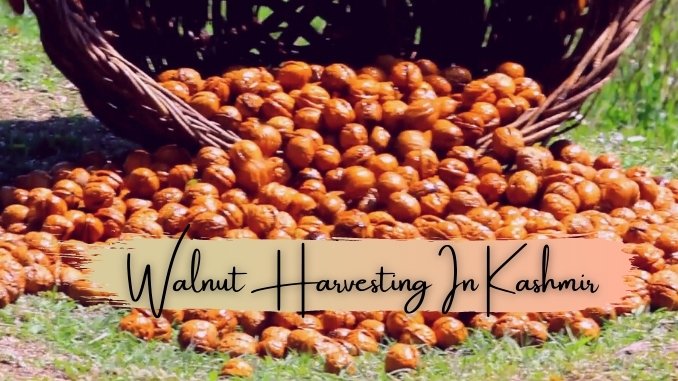 Walnut Harvesting in Kashmir - Digpu News