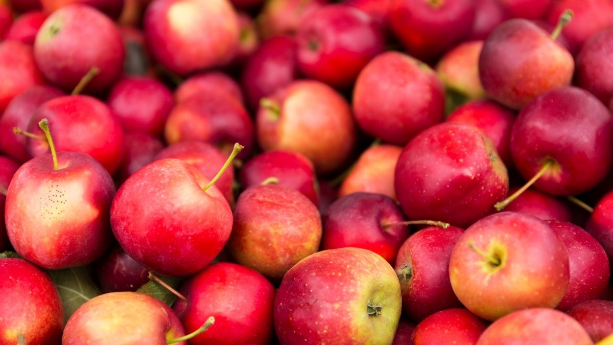 Innovates supply chain for apple fruit in J&K