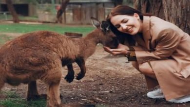 Kangaroos can communicate with humans-Digpu
