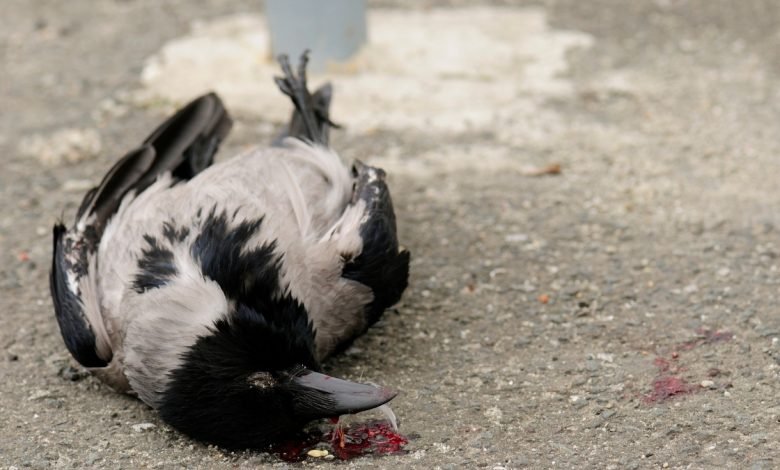 Bird Flu Update: 30+ Crows Found Dead in Various Areas of Delhi - Digpu