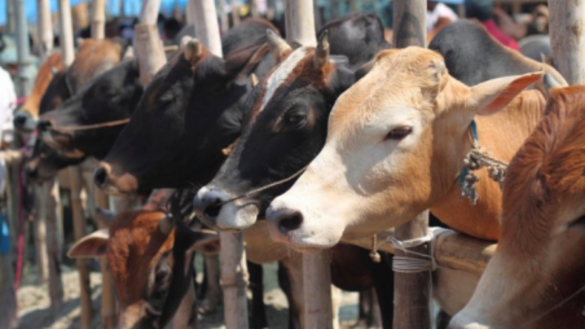 Rashtriya Kamdhenu Aayog to hold the online exam on cow science