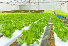 Gujarat teacher turns agriculturist with terrace farming
