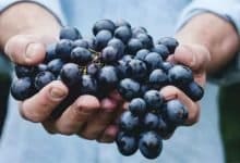 Here's how consuming grapes may protect against UV damage to the skin