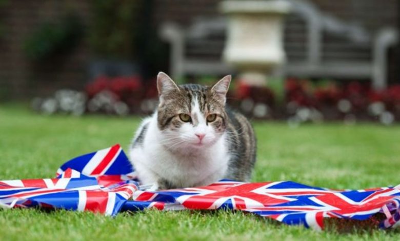 UK's chief mouser Larry celebrates 10 years at No 10 Downing Street