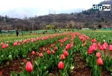 Tulip Garden opens in Srinagar after PM Modi calls it J&K’s ‘Special Day’ - Digpu News