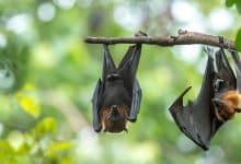 The research team locates 24 bat coronaviruses in southwestern China