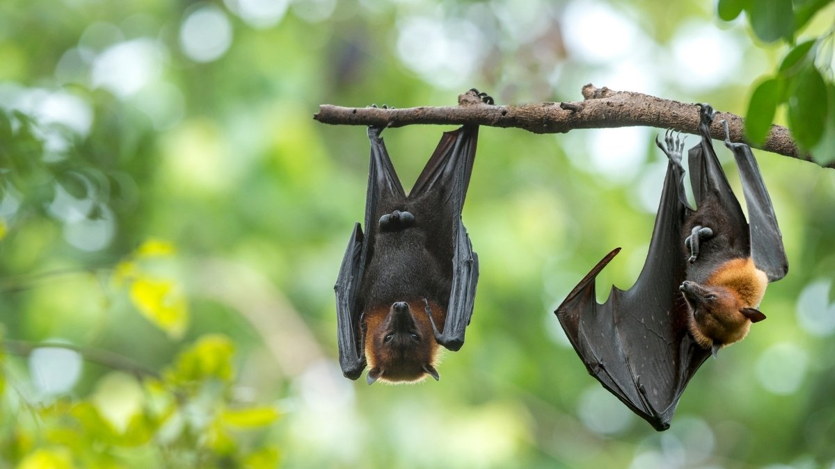 The research team locates 24 bat coronaviruses in southwestern China
