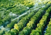 Standard digital camera, AI to monitor soil moisture for affordable smart irrigation