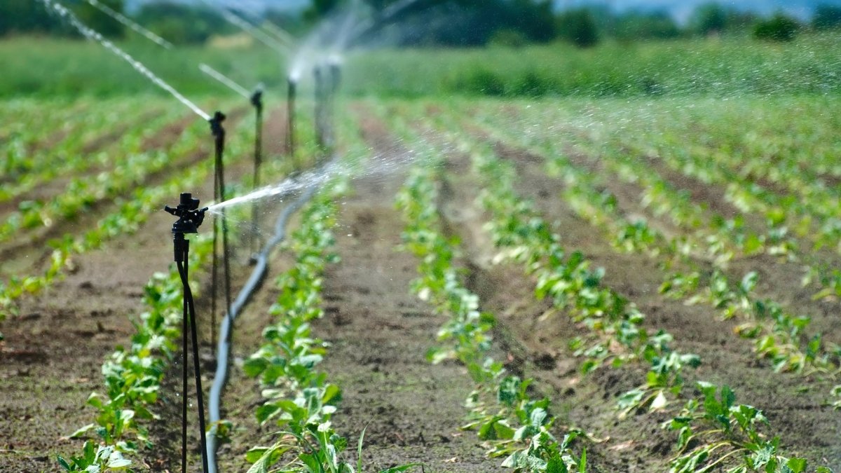 Standard digital camera, AI to monitor soil moisture for affordable smart irrigation