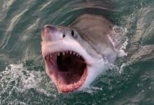 Scientists show technology can save people from shark bites