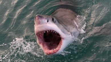Scientists show technology can save people from shark bites