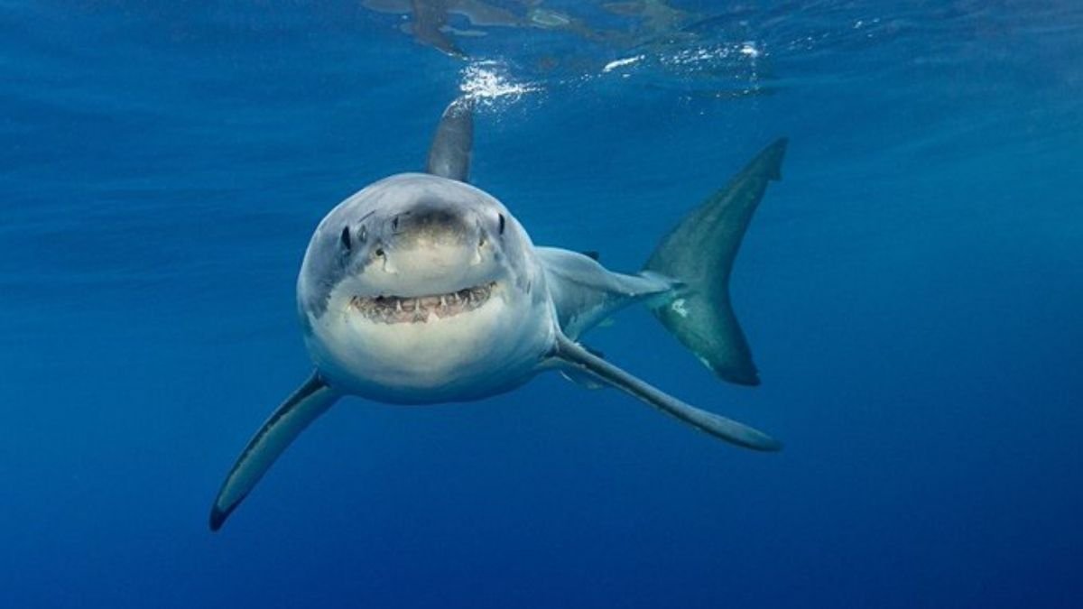 Scientists show technology can save people from shark bites
