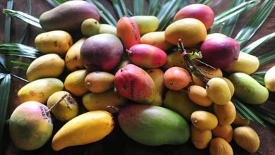 84-year-old in Karnataka preserves more than 150 rare mango varieties