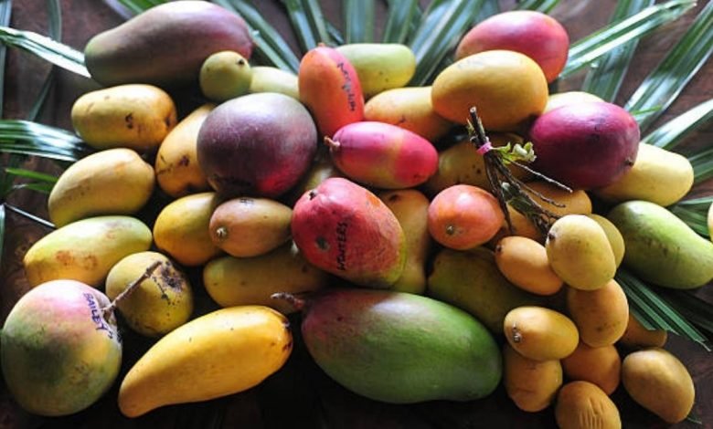 84-year-old in Karnataka preserves more than 150 rare mango varieties
