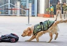 Researchers find with impressive accuracy, dogs can sniff out coronavirus