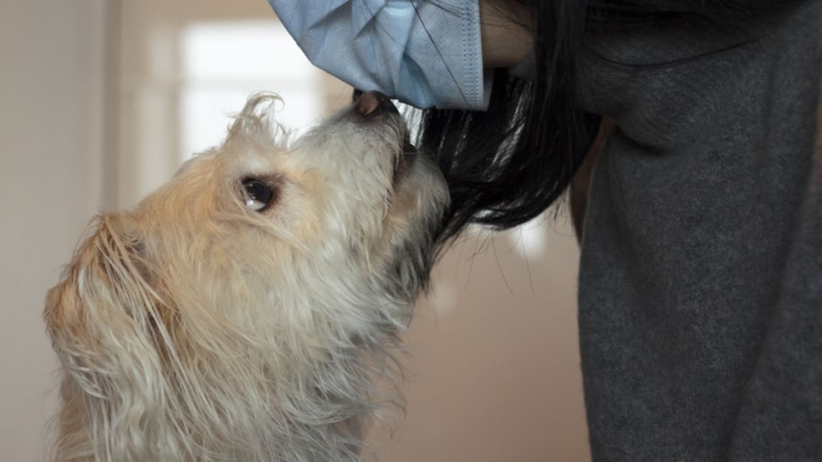 Researchers find with impressive accuracy, dogs can sniff out coronavirus
