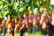18.5 million year old vine fossil as new species Study (1)