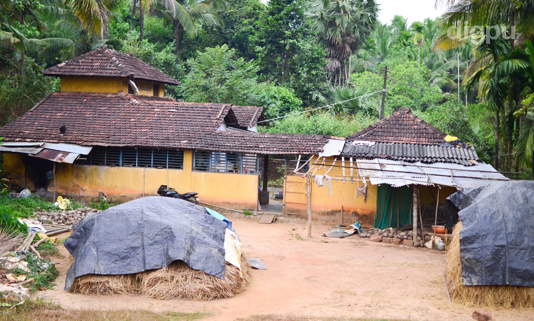COVID in Rural India