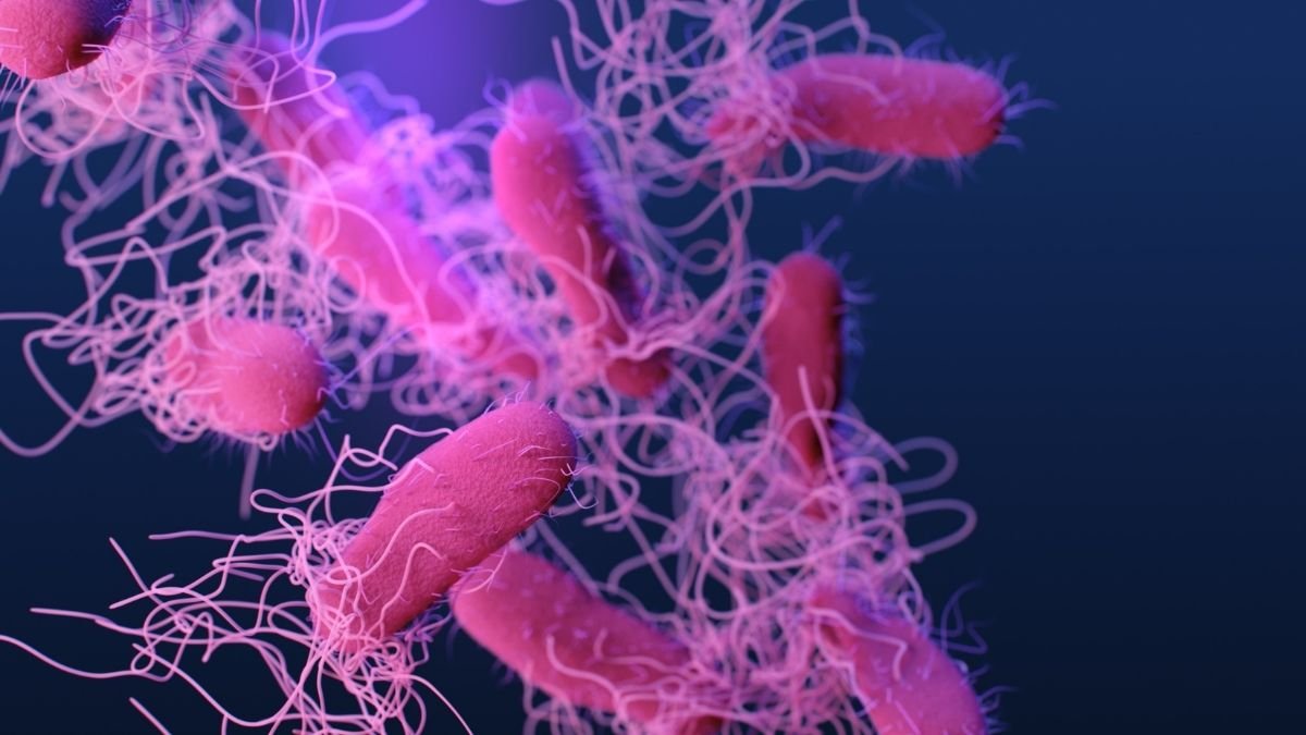 _Good bacteria can be used for clinical treatment of Crohns disease, ulcerative colitis