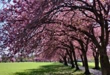 Cherry blossom season