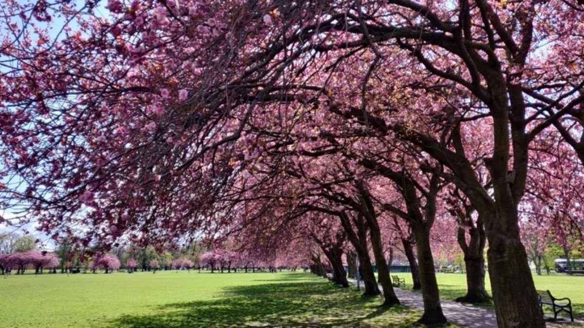 Cherry blossom season