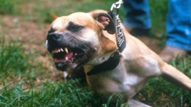 Dogs' aggressive behavior towards humans often caused by fear