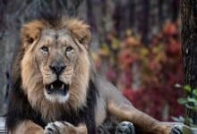 Eight Asiatic lions housed in Hyderabad zoo infected with COVID-19