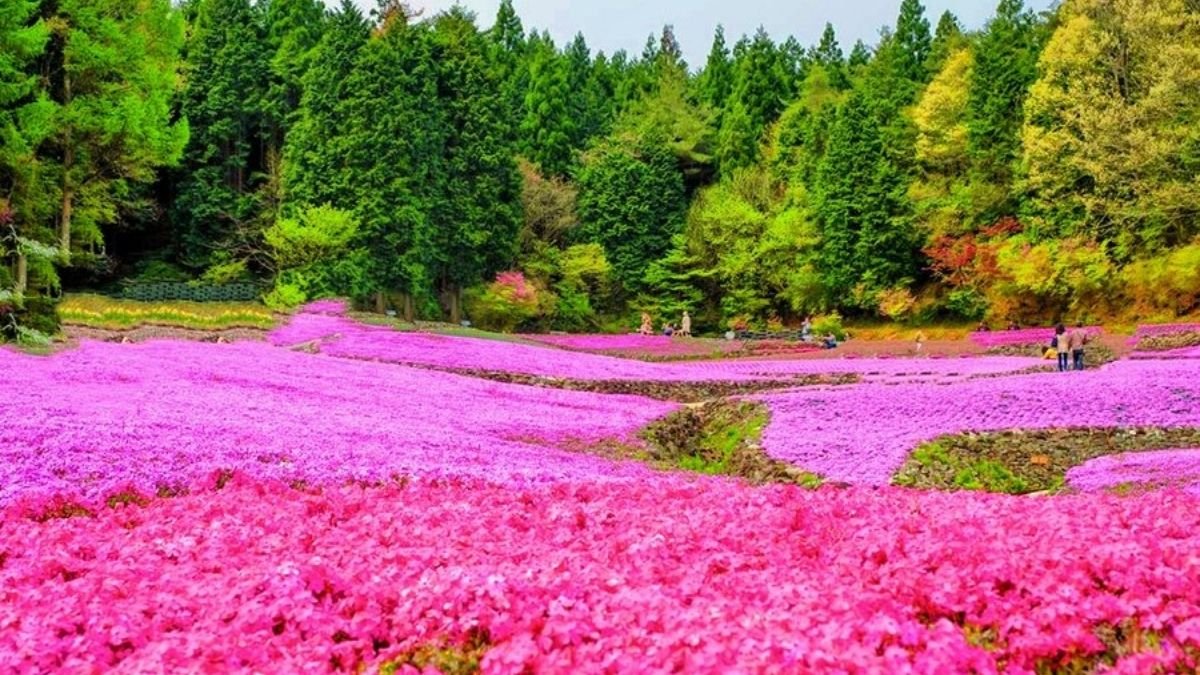 Cherry blossom season