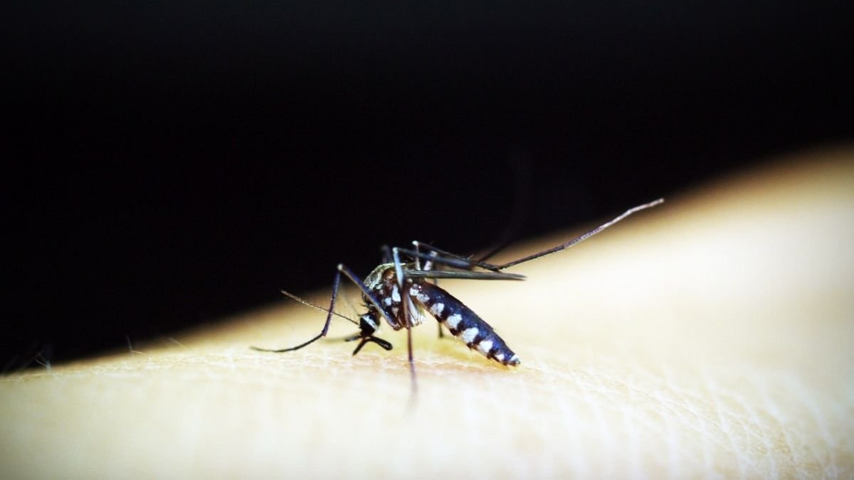 Scientists discover new drug compound for malaria treatment
