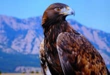 Study says Golden eagles may use turbulence to accelerate (2)