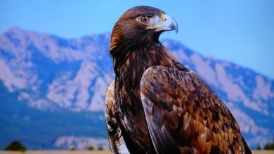 Study says Golden eagles may use turbulence to accelerate (2)