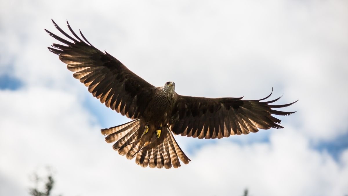 Study says Golden eagles may use turbulence to accelerate (2)