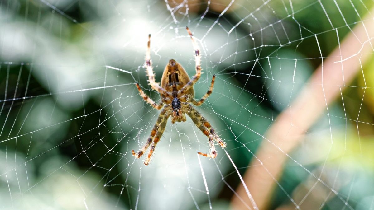 Study says Surprising spider hair discovery may inspire stronger adhesives (2)