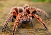 Study says Surprising spider hair discovery may inspire stronger adhesives (2)