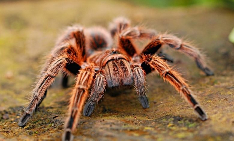 Study says Surprising spider hair discovery may inspire stronger adhesives (2)